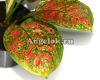 фото Аглаонема (Aglaonema Dan Manee) от магазина магазина орхидей Ангелок