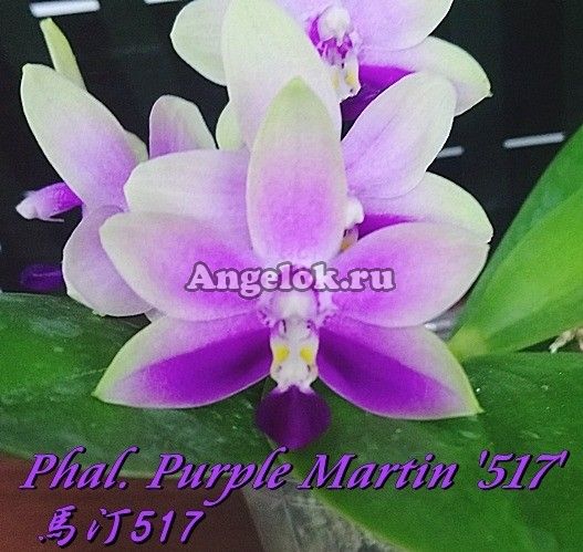 фото Фаленопсис Мартин (Phalaenopsis Purple Martin '517') Тайвань от магазина магазина орхидей Ангелок