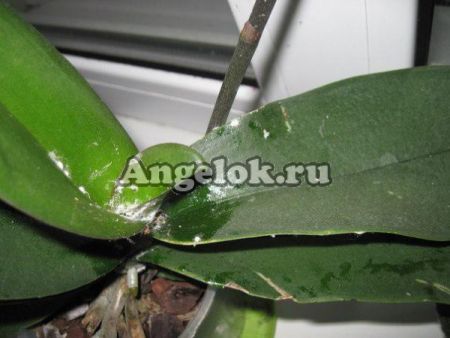 фото Мучнистый червец Набор от магазина магазина орхидей Ангелок