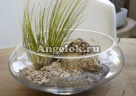 фото Тилландсия ситниковая (Tillandsia juncea) от магазина магазина орхидей Ангелок