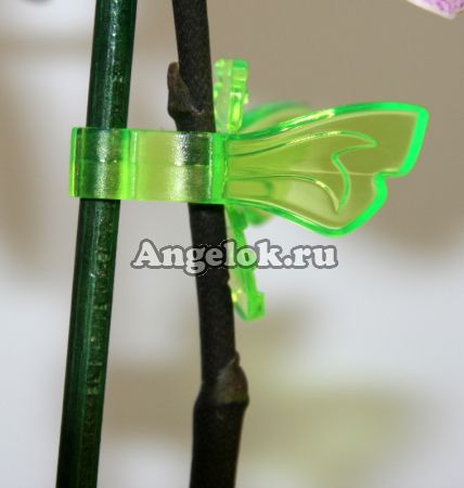 фото Зажим для орхидей Пчелка зеленая от магазина магазина орхидей Ангелок