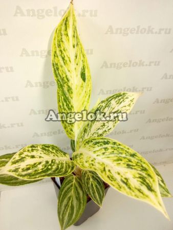 фото Аглаонема (Aglaonema White Kathamahamongkol) от магазина магазина орхидей Ангелок