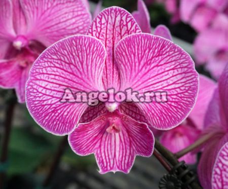 фото Фаленопсис (Dtps.Miki Angel) Тайвань от магазина магазина орхидей Ангелок