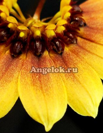 фото Бульбофиллум Мастерсианум (Bulbophyllum mastersianum) от магазина магазина орхидей Ангелок