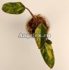 фото Филодендрон Красный Изумруд (Philodendron Red Emerald variegated) от магазина магазина орхидей Ангелок