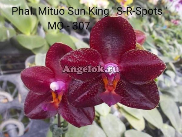 фото Фаленопсис Миту Сан Кинг (P. Mituo Sun King 'S-R-Spots') Тайвань от магазина магазина орхидей Ангелок