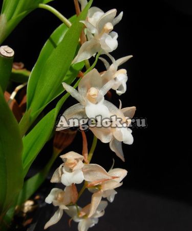 фото Фолидота (Pholidota chinensis) Тайвань от магазина магазина орхидей Ангелок