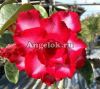 фото Адениум (Adenium obesum Nirun) от магазина магазина орхидей Ангелок