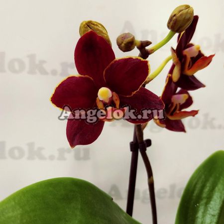 фото Фаленопсис Тайсуко Кобольд (Phalaenopsis Taisuco Kobold) от магазина магазина орхидей Ангелок
