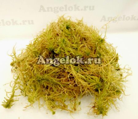 фото Мох сфагнум (живой) Ангелок 1л от магазина магазина орхидей Ангелок