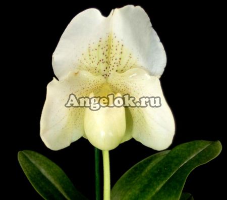 фото Пафиопедилум Белая Леди (Paphiopedilum White Lady) от магазина магазина орхидей Ангелок