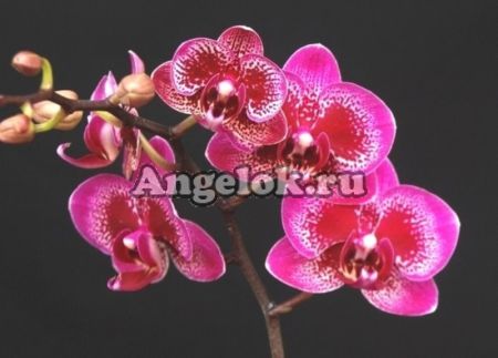 фото Фаленопсис детка (Phalaenopsis Yu Pin Burgundy) от магазина магазина орхидей Ангелок