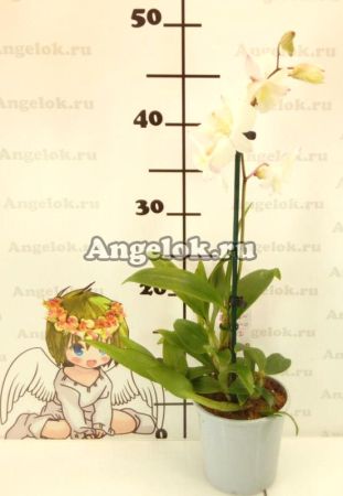 Дендробиум фаленопсис (Dendrobium Phalaenopsis ) d-18