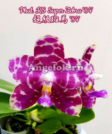 фото Фаленопсис Супер Зебра (Phalaenopsis KS Super Zebra '84') Тайвань от магазина магазина орхидей Ангелок