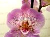 фото Фаленопсис Джиллиан (Phalaenopsis Jillion) от магазина магазина орхидей Ангелок