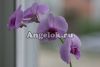 Дендробиум фаленопсис мини (Dendrobium Phalaenopsis ) d-05