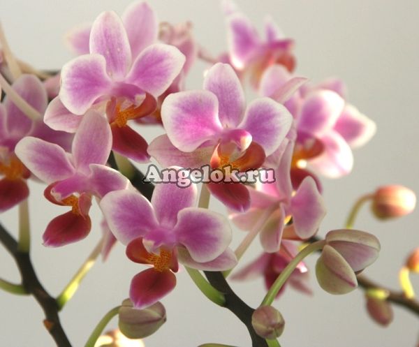 фото Фаленопсис (Phalaenopsis multiflora) ph-52 от магазина магазина орхидей Ангелок