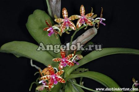 фото Фаленопсис Бастиана (P.bastianii) Тайвань от магазина магазина орхидей Ангелок