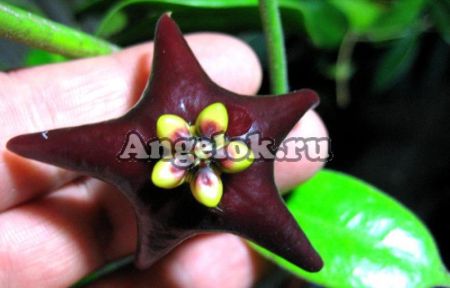 фото Хойя цилиата (Hoya Ciliata) от магазина магазина орхидей Ангелок