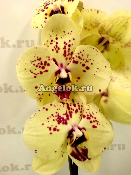 фото Фаленопсис Желтый зонт (Phalaenopsis Yellow Umbrella) от магазина магазина орхидей Ангелок