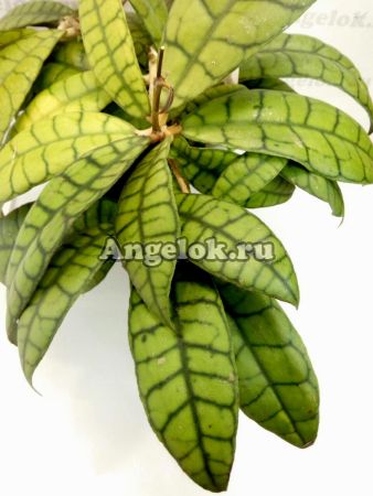 фото Хойя Калистофилла (Hoya Callistophylla) черенок от магазина магазина орхидей Ангелок