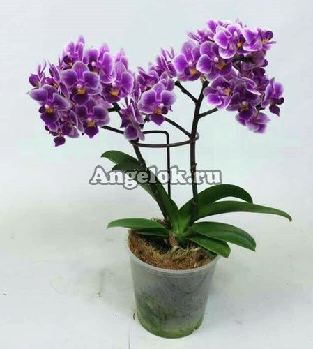 фото Фаленопсис (P.Lioulin Grape) Тайвань от магазина магазина орхидей Ангелок