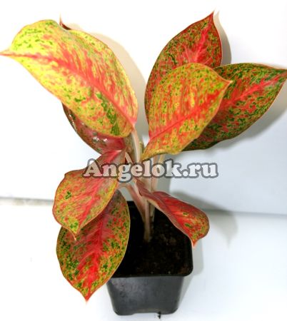 фото Аглаонема красная (Sri amporn) от магазина магазина орхидей Ангелок