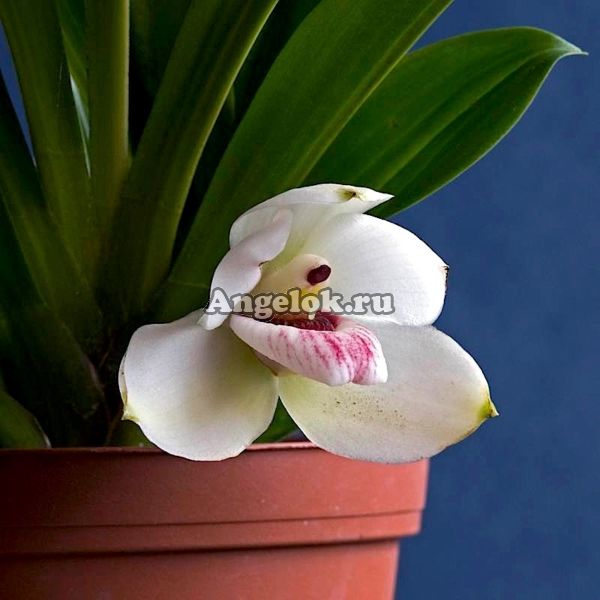фото Пескатория Дэя (Pescatoria dayana) от магазина магазина орхидей Ангелок