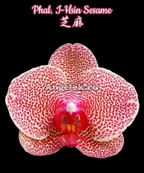 фото Фаленопсис Сезам (Phalaenopsis I-Hsin Sesame) Тайвань от магазина магазина орхидей Ангелок