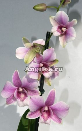 фото Дендробиум фаленопсис (Dendrobium Snow pink) от магазина магазина орхидей Ангелок