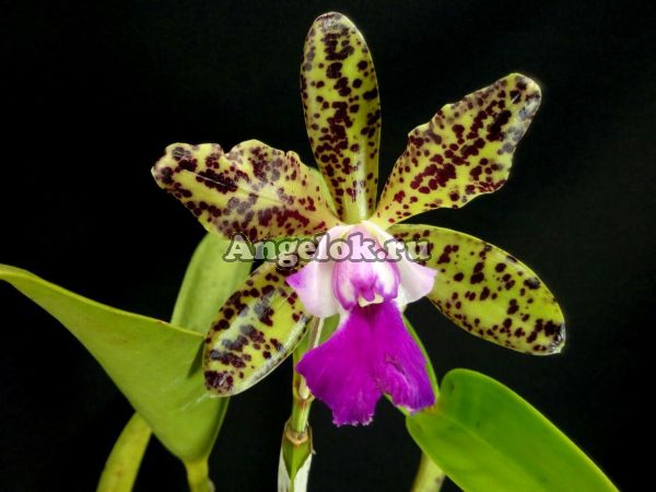 фото Каттлея (C. Green Emerald 'Orchid Queen') от магазина магазина орхидей Ангелок