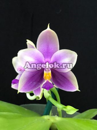 Фаленопсис (Phalaenopsis Samera) Тайвань