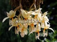 фото Стангопея (Stanhopea ruckeri) от магазина магазина орхидей Ангелок