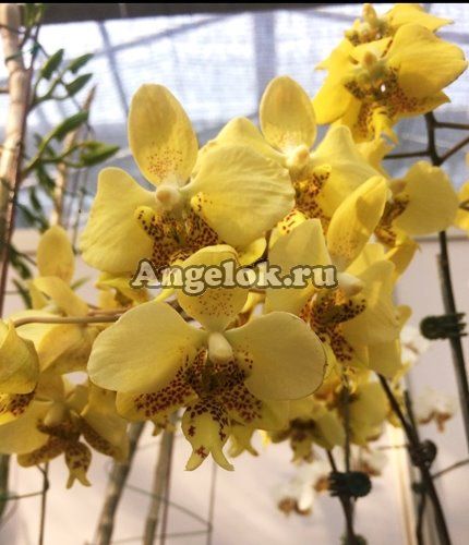фото Фаленопсис Стюарта (P.stuartiana v.nobilis) желтая Тайвань от магазина магазина орхидей Ангелок