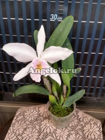 фото Каттлея (L.purpurata v.russelliana) Тайвань от магазина магазина орхидей Ангелок