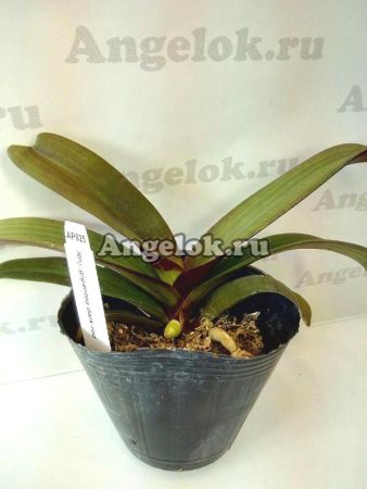 фото Ринхостилис (Rhy.gigantea dark red) Тайвань от магазина магазина орхидей Ангелок