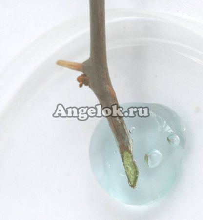 фото Гель для клонирования Maxiklon 2мл от магазина магазина орхидей Ангелок