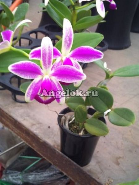 фото Каттлея (C.violacea semi-alba flamea ('Rafaela' x 'Icabaru')) Тайвань от магазина магазина орхидей Ангелок