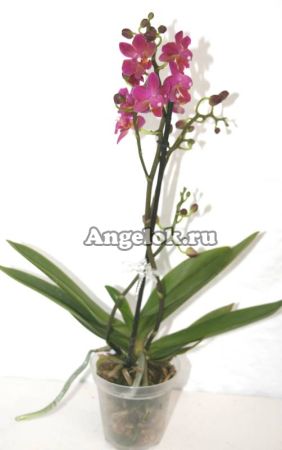 фото Фаленопсис (Phalaenopsis multiflora) ph-04_1 от магазина магазина орхидей Ангелок