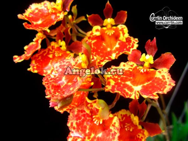 фото Толумния (Tolumnia Jk Firm Orange Spread) от магазина магазина орхидей Ангелок