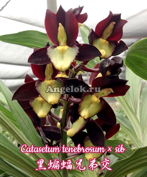 фото Катасетум (Catasetum tenebrosum × sib) Тайвань от магазина магазина орхидей Ангелок