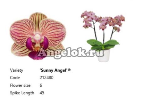 фото Фаленопсис детка (Phalaenopsis Sunny Angel) от магазина магазина орхидей Ангелок