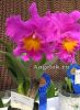 фото Каттлея (Blc.Pink Empress"ZS") Тайвань от магазина магазина орхидей Ангелок