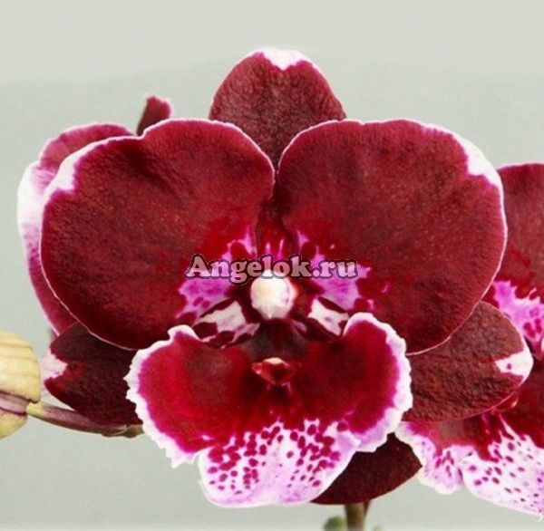 фото Фаленопсис Биг Лип детка (Phalaenopsis GC Reyoung Cosmos) Тайвань от магазина магазина орхидей Ангелок