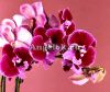 Фаленопсис Биг Лип Бенни (Phalaenopsis Benny)