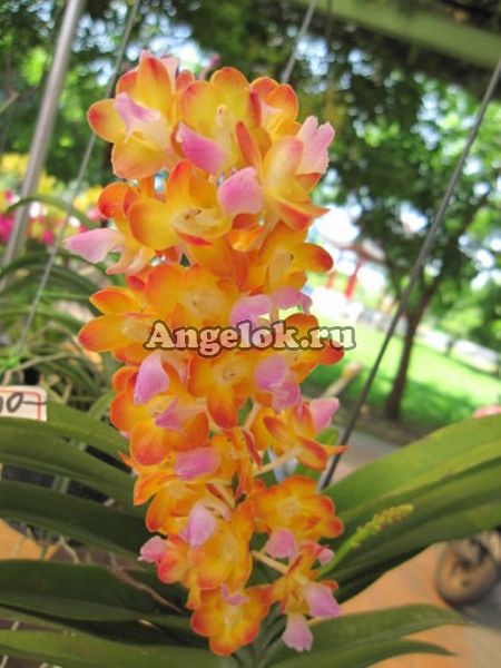 фото Ринхоридес (Rhynchorides Bangkok Sunset) Тайвань от магазина магазина орхидей Ангелок