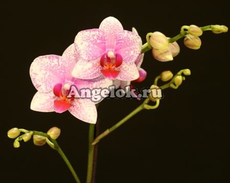 фото Фаленопсис Роттердам (Phalaenopsis Rotterdam) от магазина магазина орхидей Ангелок