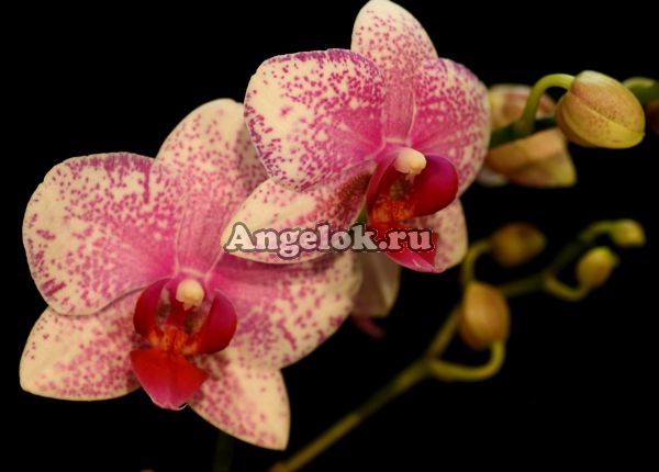 фото Фаленопсис Роттердам (Phalaenopsis Rotterdam) от магазина магазина орхидей Ангелок