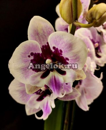 фото Фаленопсис Биг Лип Аладдин (Phalaenopsis Aladdin) от магазина магазина орхидей Ангелок