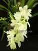 фото Цимбидиум каскадный белый (Cymbidium Ice Cascad) от магазина магазина орхидей Ангелок